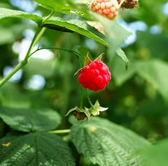 北大ラズベリー