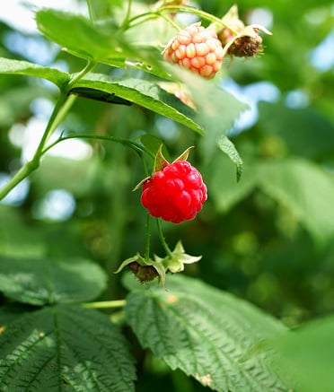 北大ラズベリー