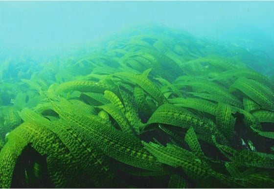 「北大ガゴメ®とは？」のイメージ画像