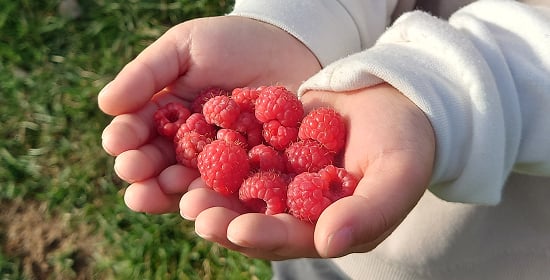 「北大ラズベリー®の特徴」のイメージ画像