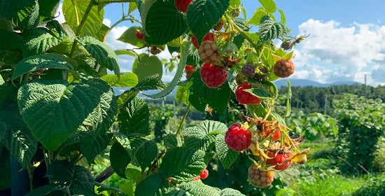 「北大ラズベリー®の特徴」のイメージ画像