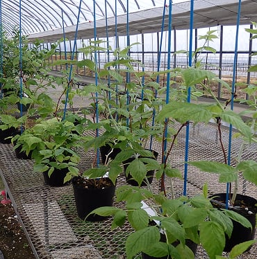 藤島園芸様（栗山町）