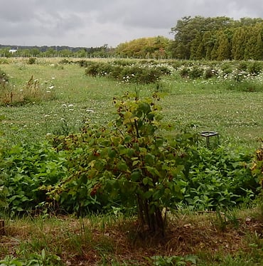 古谷様（長沼町）