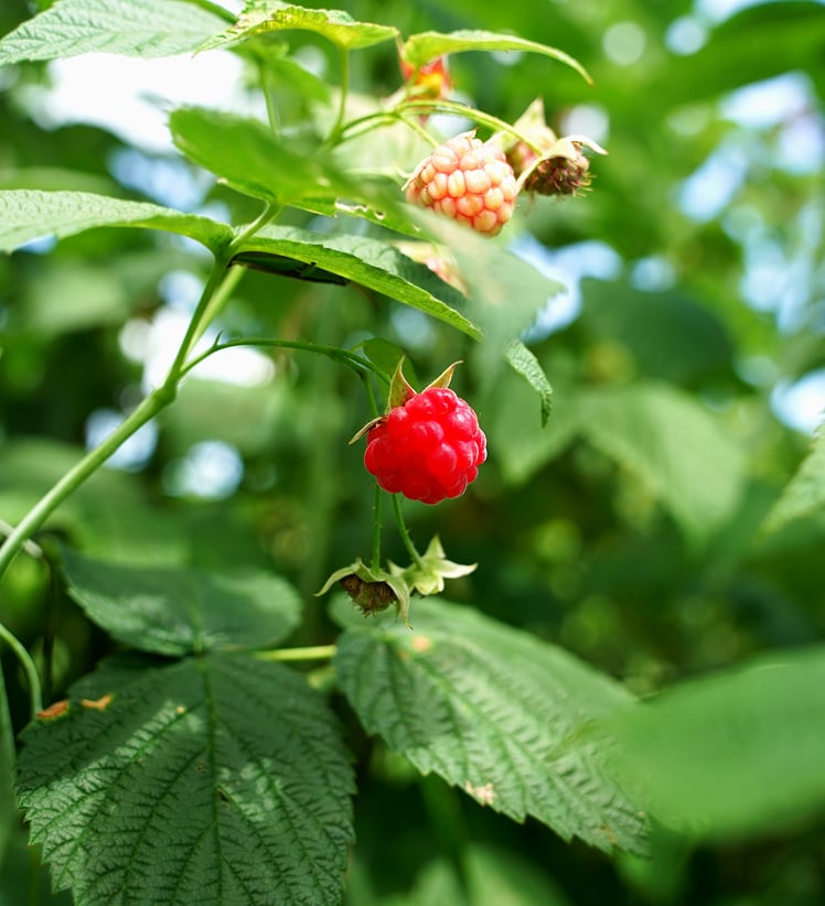 北大ラズベリーのメインイメージ