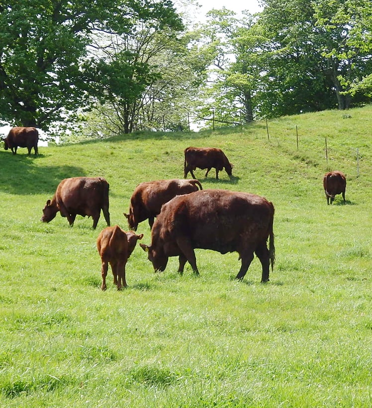 北大短角牛のメインイメージ