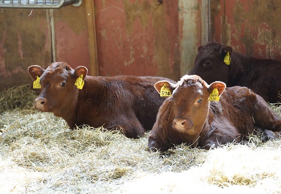 「希少な和牛、北大短角牛とは？」のイメージ画像