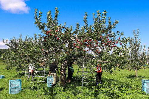 「北大の実り　チョコ&クッキー（余市産りんご）」のコンテンツイメージ画像