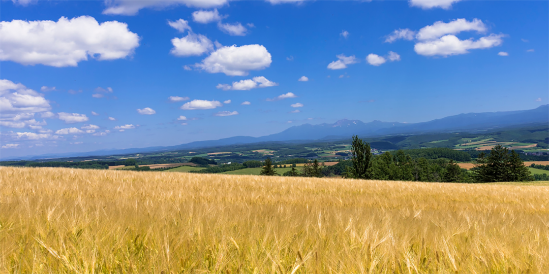 「北大クラークラスク　バター」のコンテンツイメージ画像