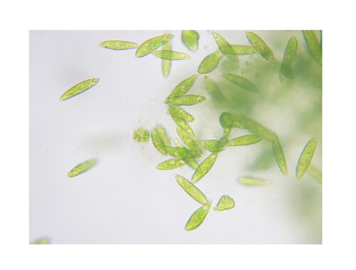 「北海道美女物語クリーム」のコンテンツイメージ画像