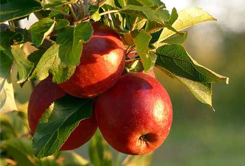「北海道美女物語タラソマスク」のコンテンツイメージ画像