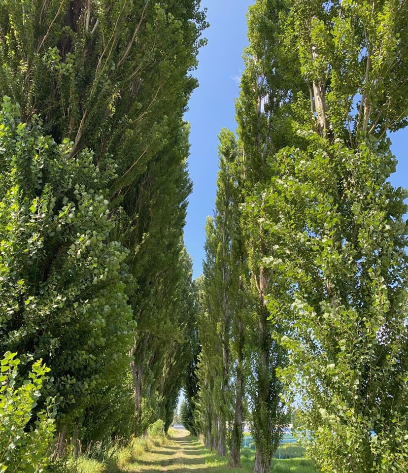 北大ポプラ並木